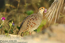 Francolin gris