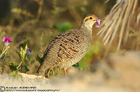 Grey Francolin