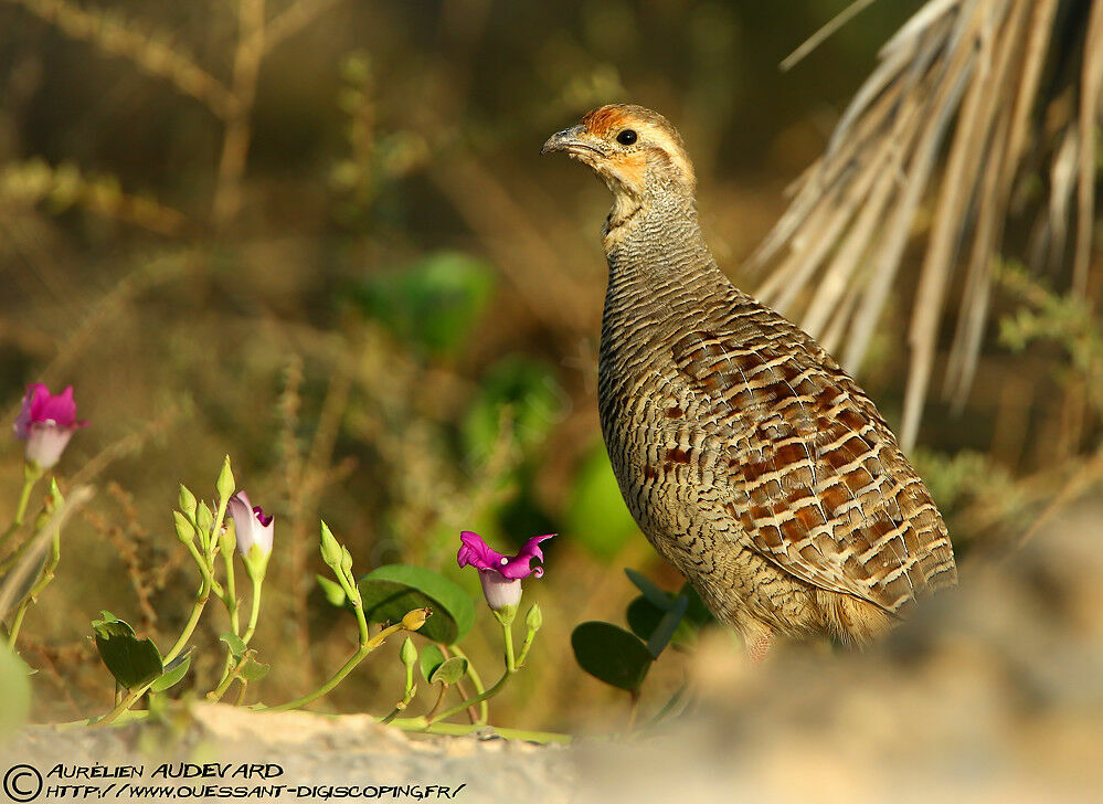 Grey Francolin, identification