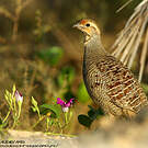 Francolin gris