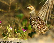 Grey Francolin