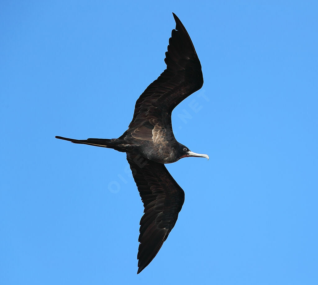 Lesser Frigatebird male immature