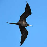 Lesser Frigatebird