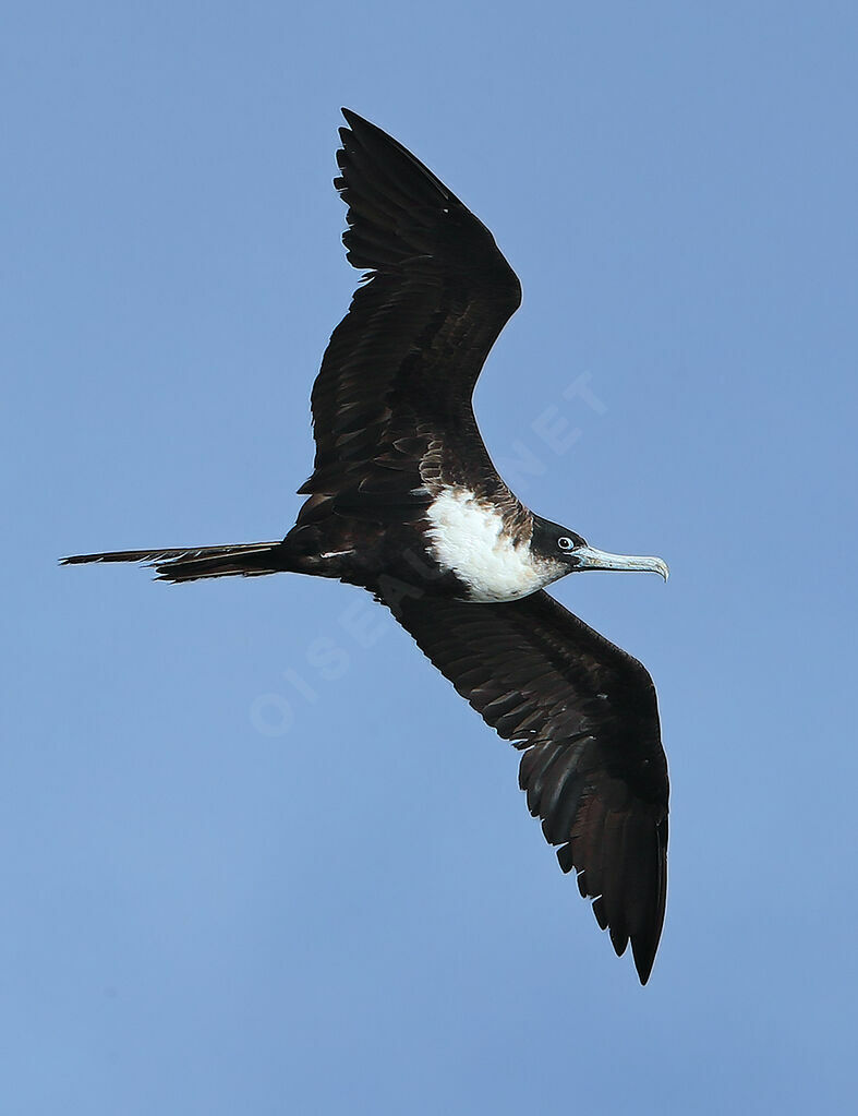 Frégate du Pacifique femelle, identification