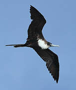 Great Frigatebird