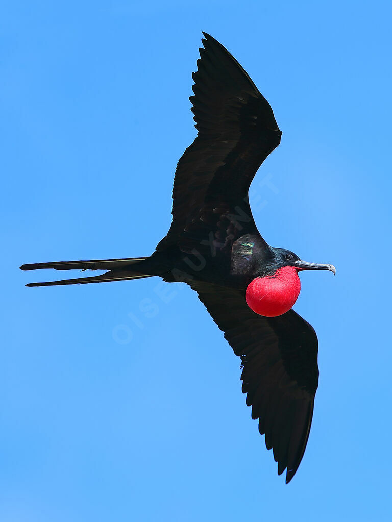 Great Frigatebird male adult breeding, Flight