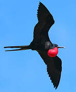 Great Frigatebird