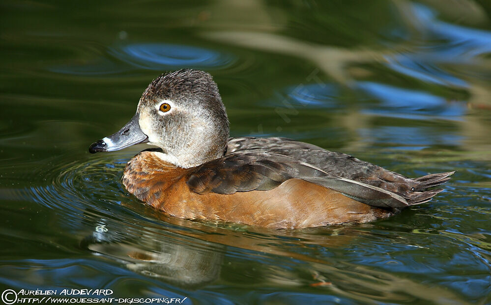 Ring-necked Duck