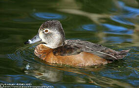 Ring-necked Duck