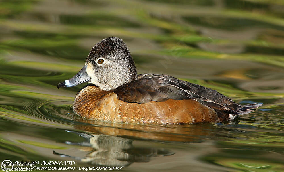 Ring-necked Duck female adult, close-up portrait