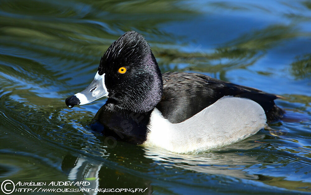 Ring-necked Duck