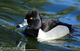 Ring-necked Duck