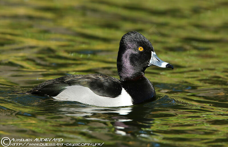 Ring-necked Duck male adult, identification
