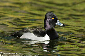 Ring-necked Duck