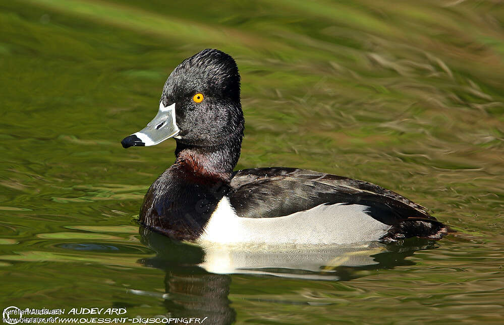 Ring-necked Duck male adult breeding, identification