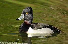 Ring-necked Duck