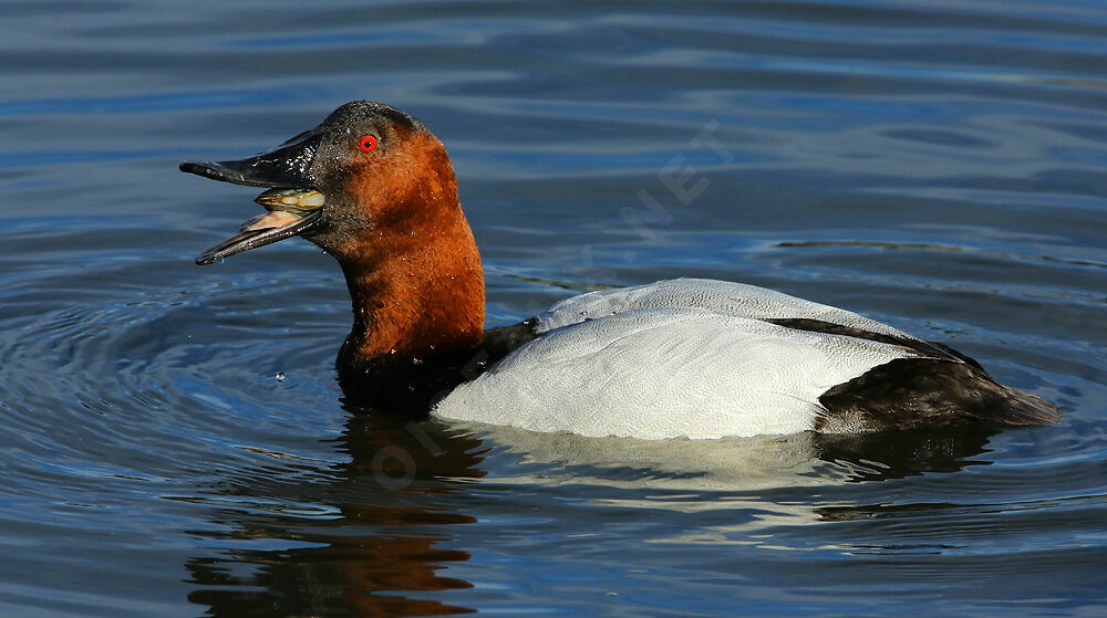 Canvasback male adult, identification, swimming, feeding habits, eats