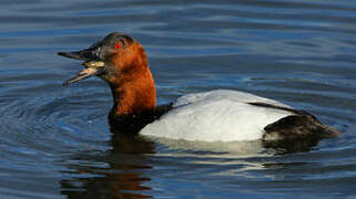 Canvasback