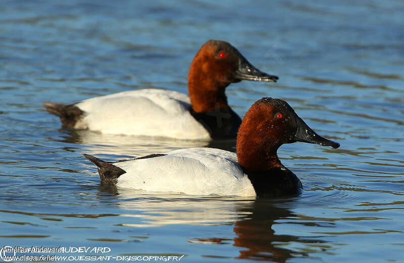Canvasback male adult, identification