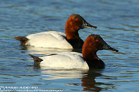 Canvasback