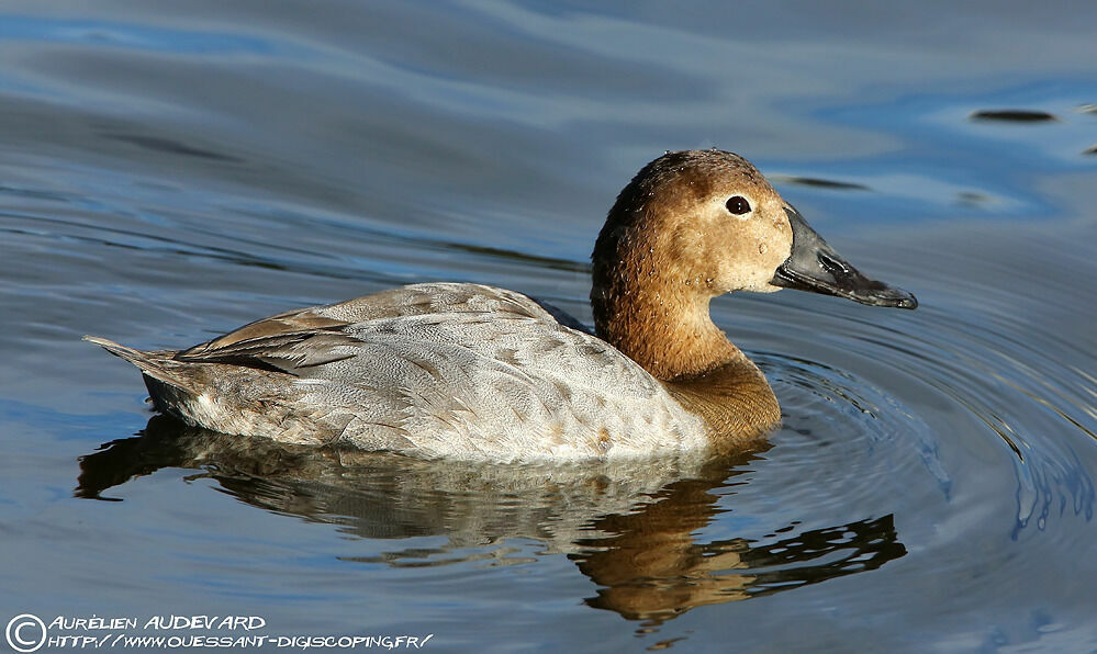 Canvasback female adult, close-up portrait