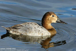 Canvasback