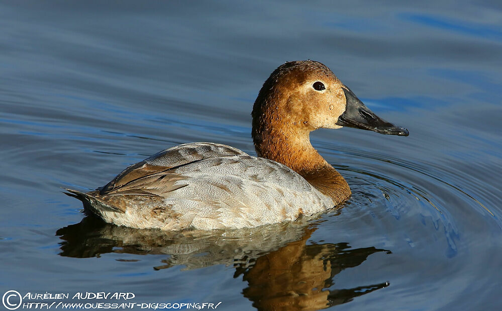 Canvasback