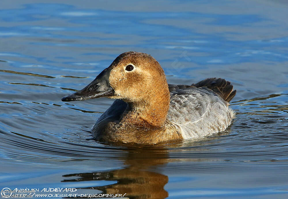 Canvasback female adult, close-up portrait