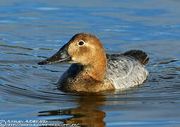 Canvasback