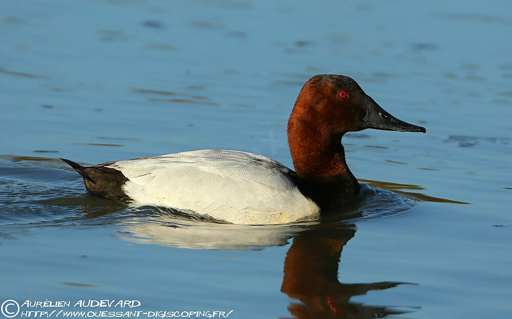 Canvasback