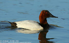 Canvasback