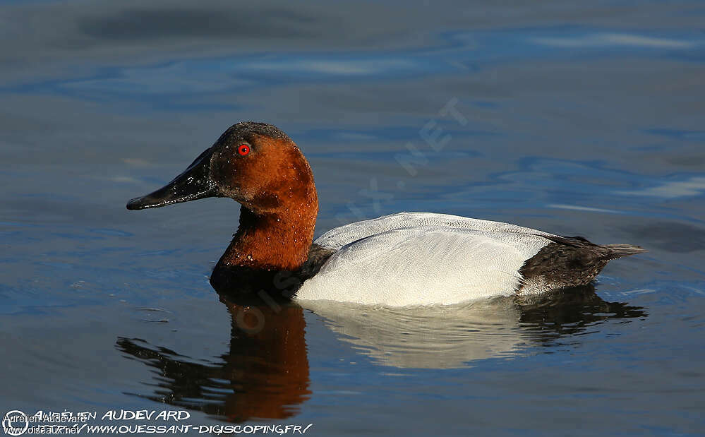 Canvasback male adult, identification