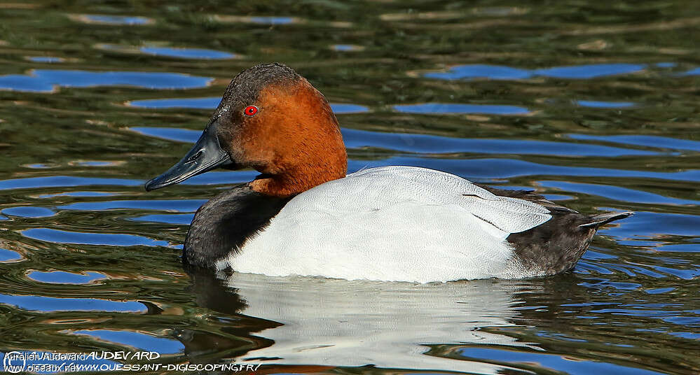 Canvasback male adult, identification