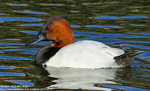 Canvasback