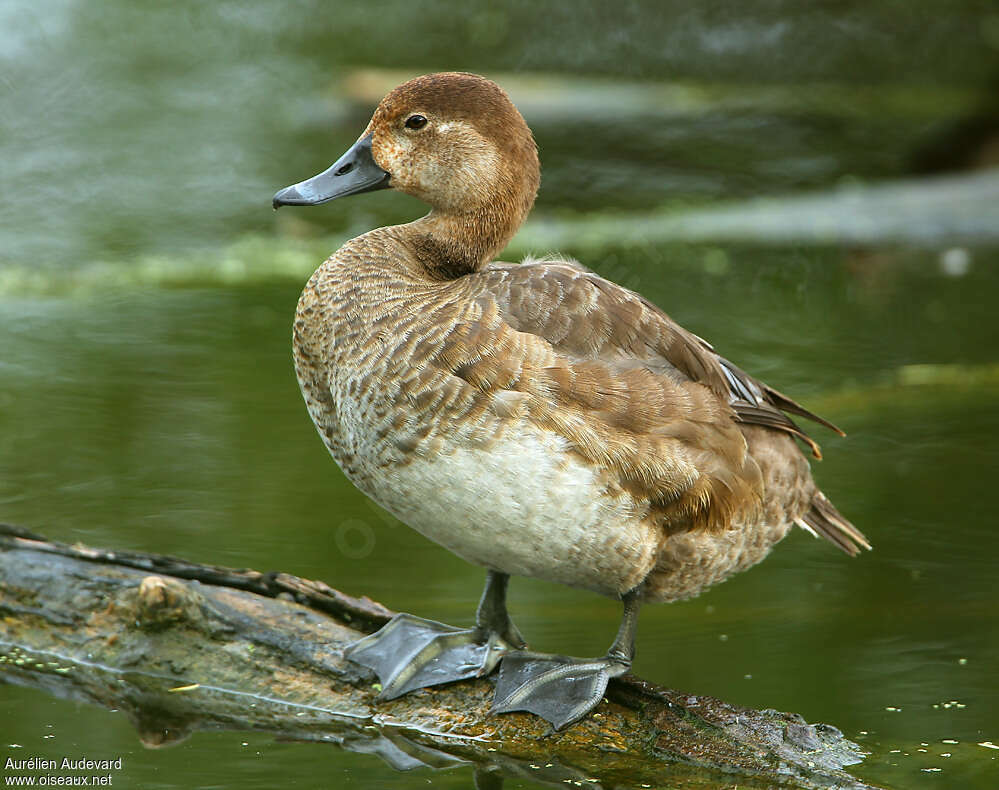 Redhead female adult, identification