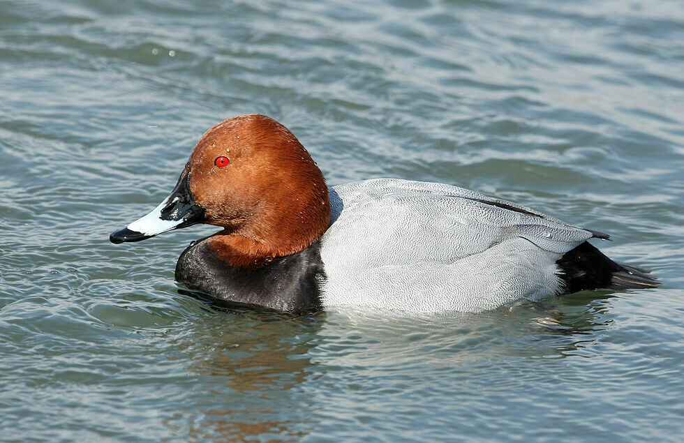 Common Pochard