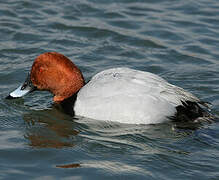 Common Pochard