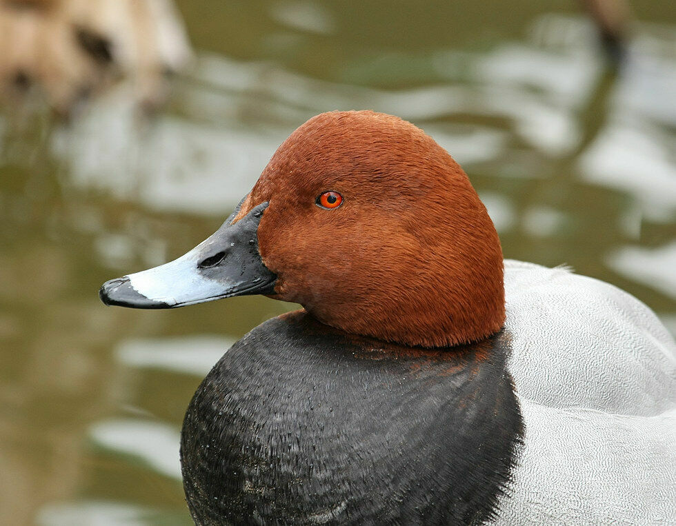 Common Pochard