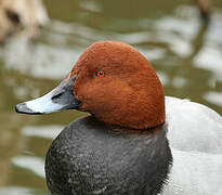 Common Pochard