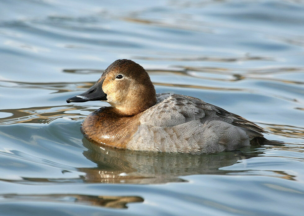 Common Pochard female adult breeding