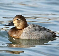 Common Pochard