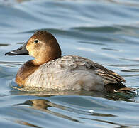 Common Pochard