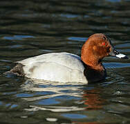 Common Pochard