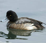 Greater Scaup