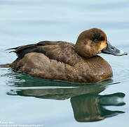 Greater Scaup