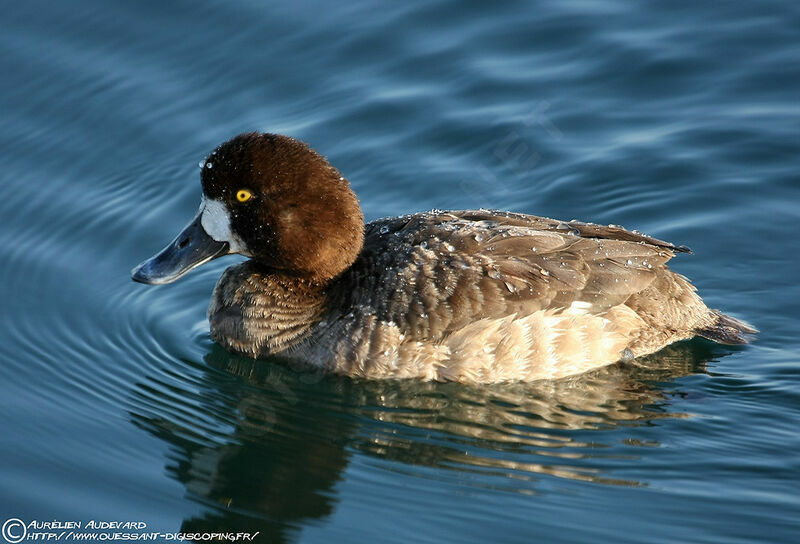 Greater Scaup female adult, identification