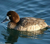 Greater Scaup