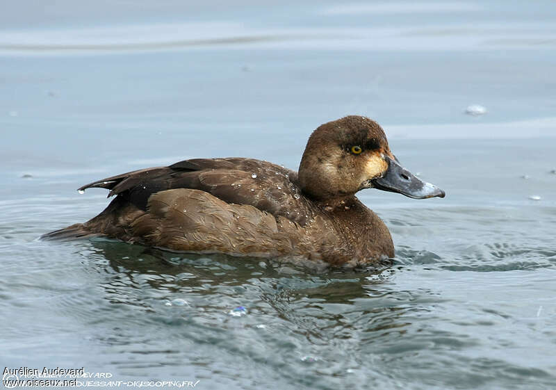 Greater Scaup female immature, identification