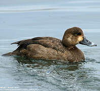 Greater Scaup