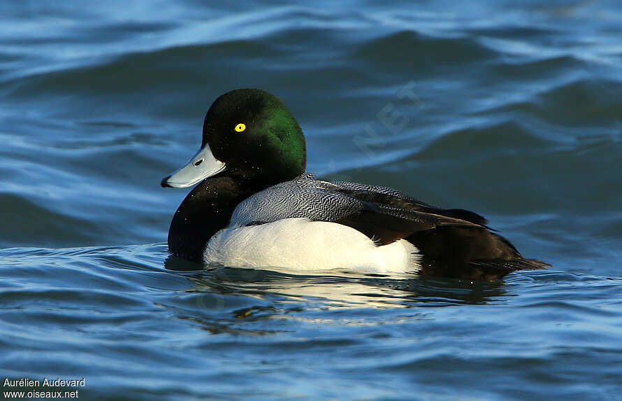 Greater Scaup male adult breeding, identification